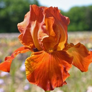 Iris germanica Brindisi - Bearded Iris