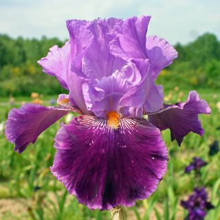 Iris germanica Buc Joyeux Anniversaire - Bearded Iris