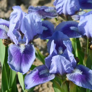 Iris germanica Katty Petts - Bearded Iris
