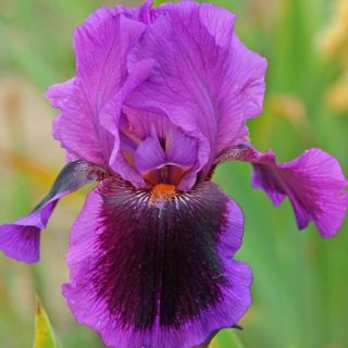 Iris Pagan Dance - Bearded Iris