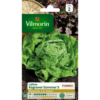 Butterhead Lettuce Kagraner Sommer 3 - Vilmorin Seeds