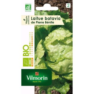 Organic Batavia Lettuce Pierre Bénite - Vilmorin seeds - Lactuca sativa