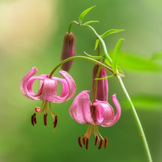 Lilium martagon - Lily