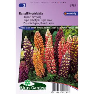 Lupinus polyphyllus Russell Hybrids Mix