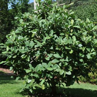 Magnolia delavayi - Chinese Magnolia
