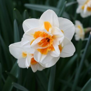 Narcissus Peach Swirl - Daffodil
