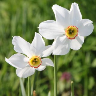 Narcissus poeticus recurvus - Daffodil