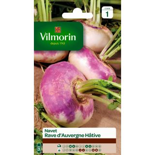 Turnip Early Auvergne - Vilmorin Seeds