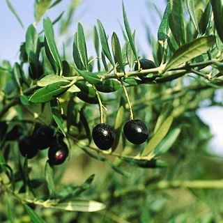 Olea europaea Bouteillan Olive Tree