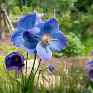 Meconopsis betonicifolia - Blue Poppy