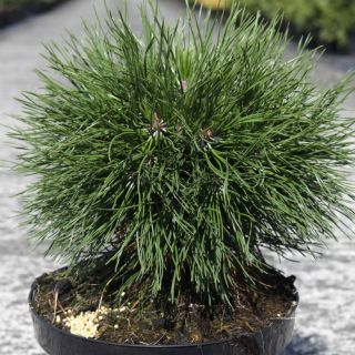 Pinus mugo Varella - Dwarf Mountain Pine