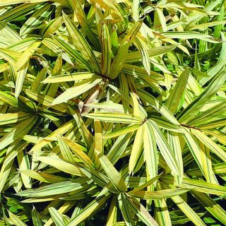 Pleioblastus viridistriatus Vagans - Dwarf Bamboo