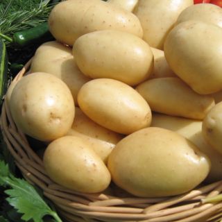 Organic Potatoes Nicola
