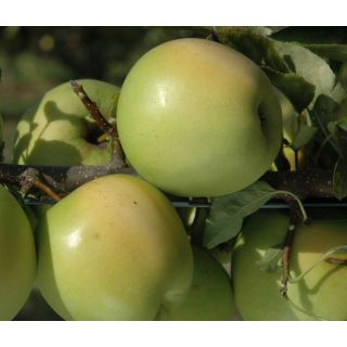 Apple Tree Golden Delicious - Malus domestica