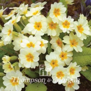 Primula vulgaris- English Primrose