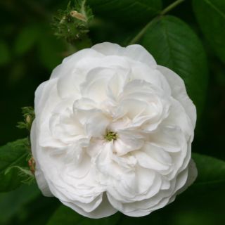 Rosa damascena Mme Hardy - Damask Rose