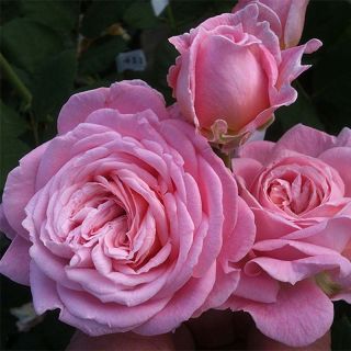 Rosa Parfuma 'Comtesse Marie Henriette' - Shrub Rose