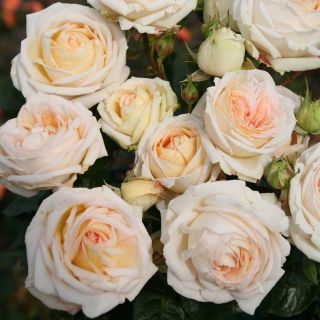 Rosa x Thé - Parfuma 'Madame Anisette' - Hybrid Tea Rose