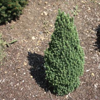 Picea glauca Piccolo - White Spruce