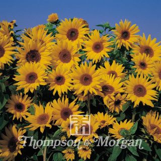Dwarf Sunflower Yellow Spray Seeds - Helianthus annuus