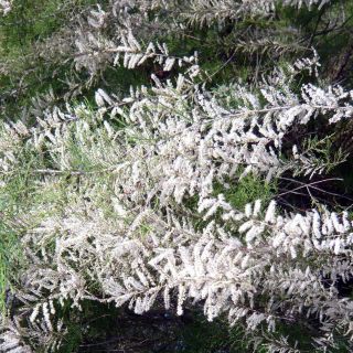 Tamarix ramosissima Hulsdonk White