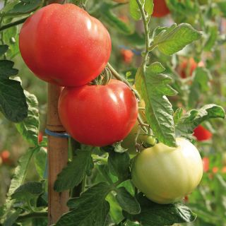 Tomato Previa F1 Organic seedlings