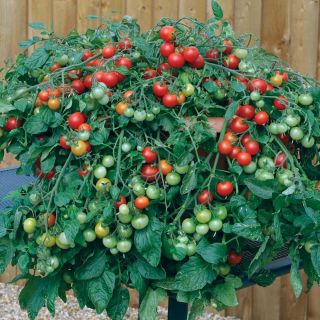 Solanum lycopersicum 'Red Profusion F1'