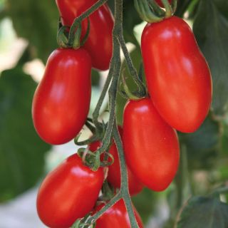 Trilly F1 Tomato - elongated cherry tomato