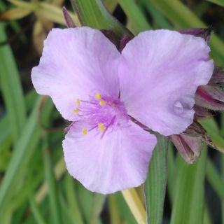 Tradescantia andersoniana Perrines Pink - Spiderwort