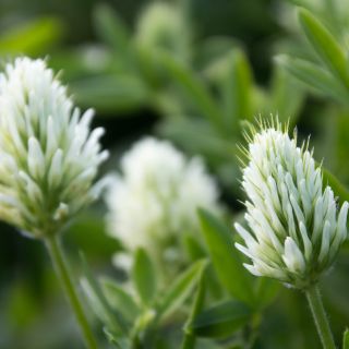 Trifolium ochroleucon - Sulphur Clover