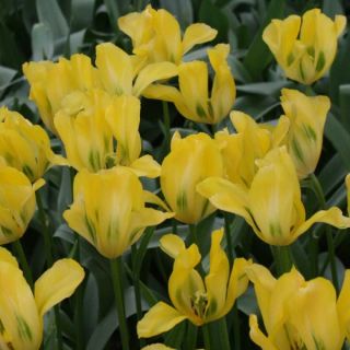 Tulipa viridiflora Yellow Spring Green