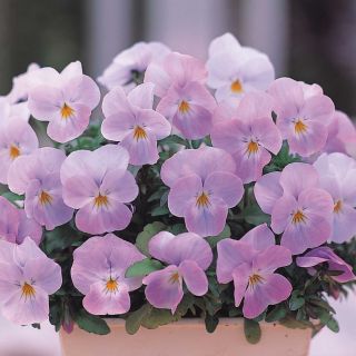 Viola cornuta Floral Power Soft Pink plug plant