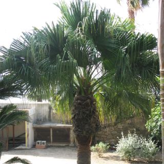 Washingtonia filifera - California Fan Palm