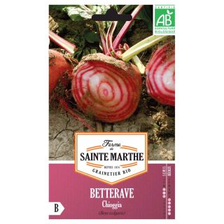 Chioggia Beetroot - Ferme de Sainte Marthe seeds