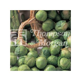 Brussels Sprout Bedford - Brassica oleracea gemmifera