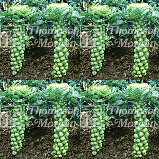 Brussels Sprout Bosworth F1 - Brassica oleracea gemmifera