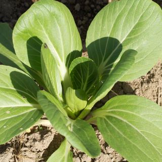 Chinese cabbage Taisai - Pak Choi - Ferme de Sainte Marthe Seeds