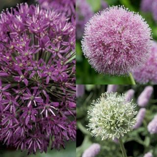 Collection of 10 Alliums