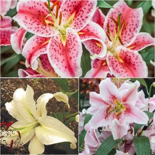 Collection of Nine Scented Oriental Lilies