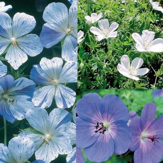 Blue and White Perennial Geranium Collection