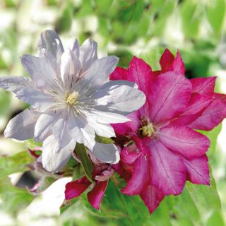 Rare Beauties Clematis Collection