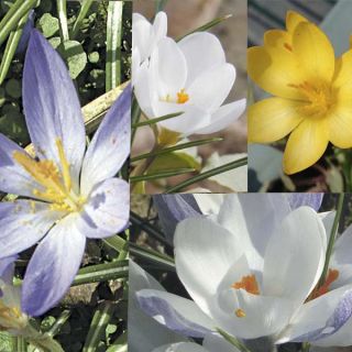 Collection of 115 Botanical Crocuses