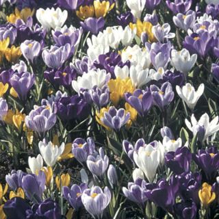 Collection of 100 Large Mammoth Crocuses