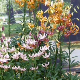 Collection of Four Martagon Lilies