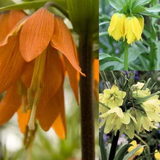 Imperial Fritillaries Collection