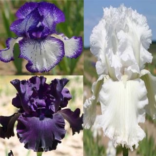 Collection of 3 German Iris 