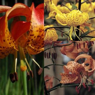 Collection of Leopard Lilies