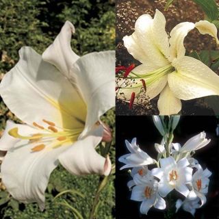 Collection of Passion Lilies