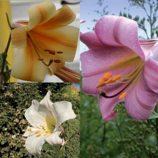 Collection of Trumpet Lilies