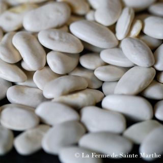 Climbing Bean to Shell Soissons Blanc